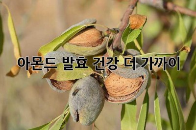 아몬드 발효: 건강, 더 가까이