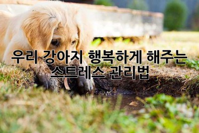 우리 강아지, 행복하게 해주는 스트레스 관리법🐶